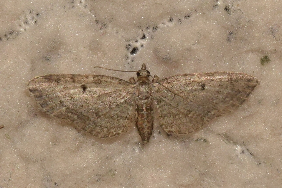 Eupithecia tenuiata - sötétszegélyű törpearaszoló
