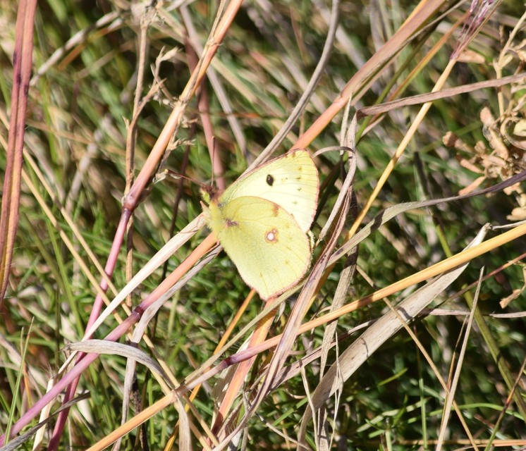 Colias alfacariensis - déli kéneslepke
