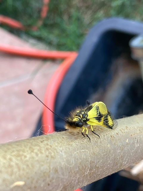 Libelloides macaronius - keleti rablópille