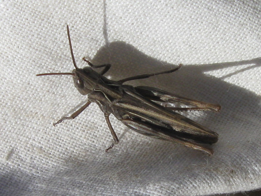 Omocestus haemorrhoidalis - barna tarlósáska