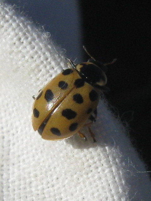 Hippodamia tredecimpunctata - mocsári katica