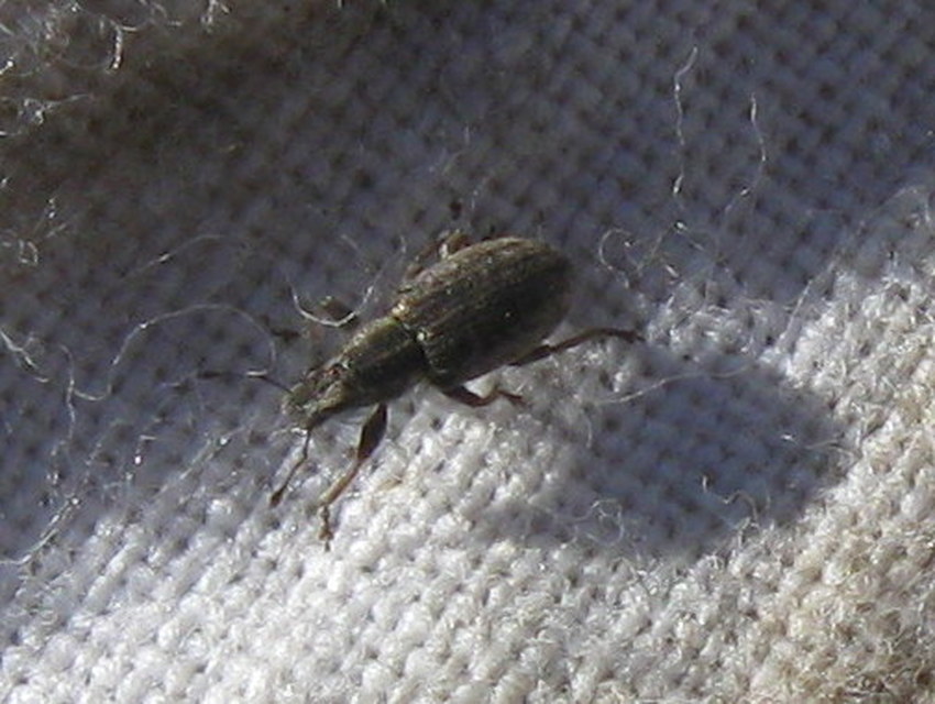 Sitona humeralis - lucerna-csipkézőbogár