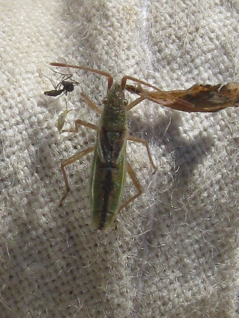 Myrmus miriformis - kurtaszárnyú karimáspoloska