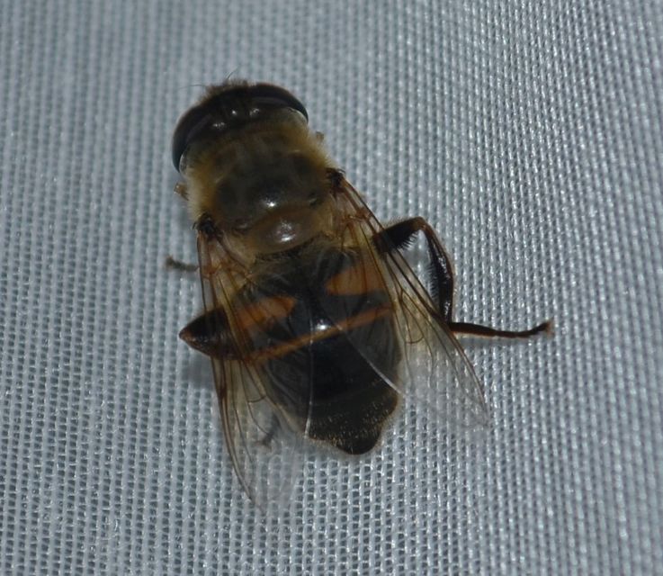 Eristalis tenax - közönséges herelégy