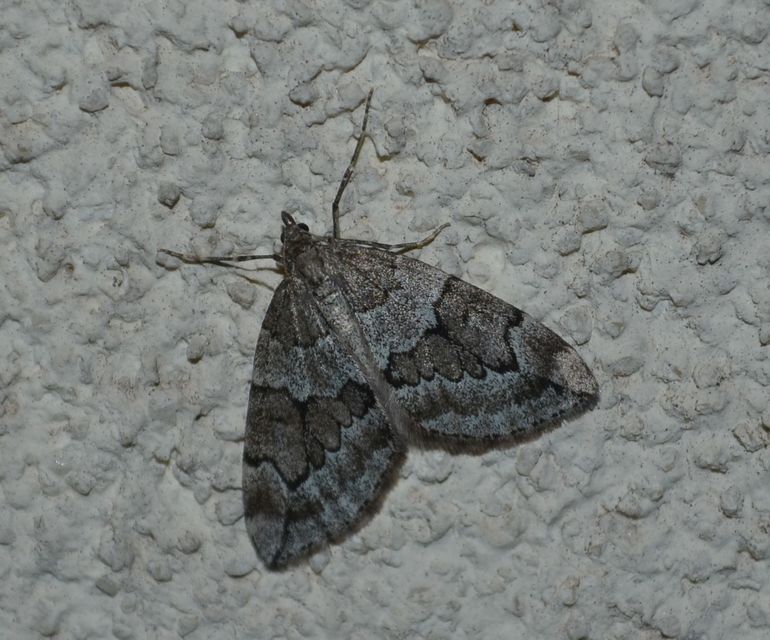 Thera juniperata - boróka-araszoló