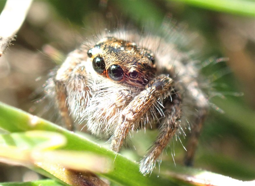 Philaeus chrysops - piros ugrópók