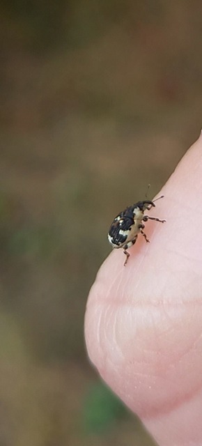 Hadroplontus trimaculatus - háromfoltos aszatormányos