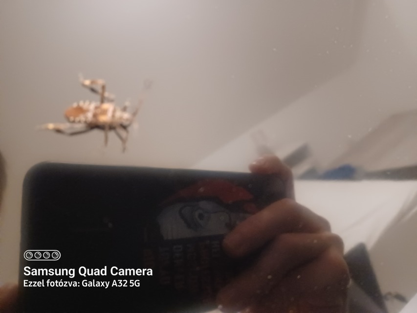 Leptoglossus occidentalis - nyugati levéllábú poloska