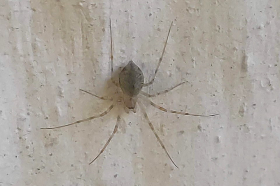 Drapetisca socialis - tüskésszájú vitorlapók