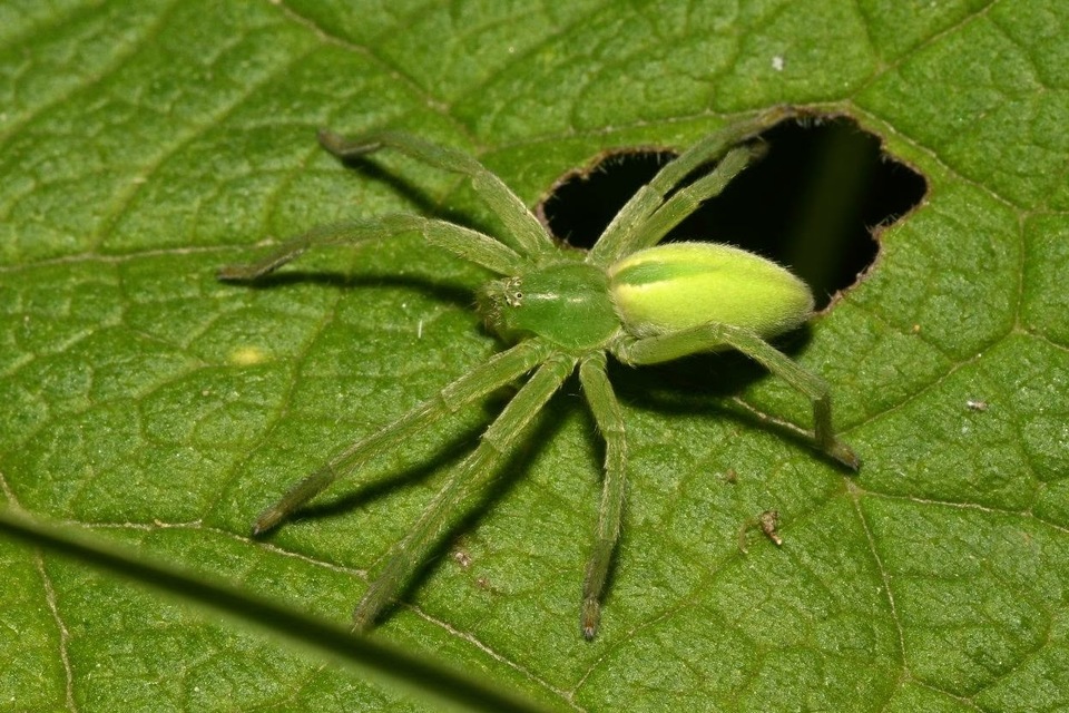 Micrommata virescens - hunyópók
