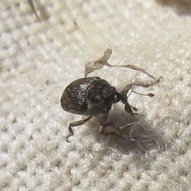 Oprohinus consputus - hamvas hagymaormányos