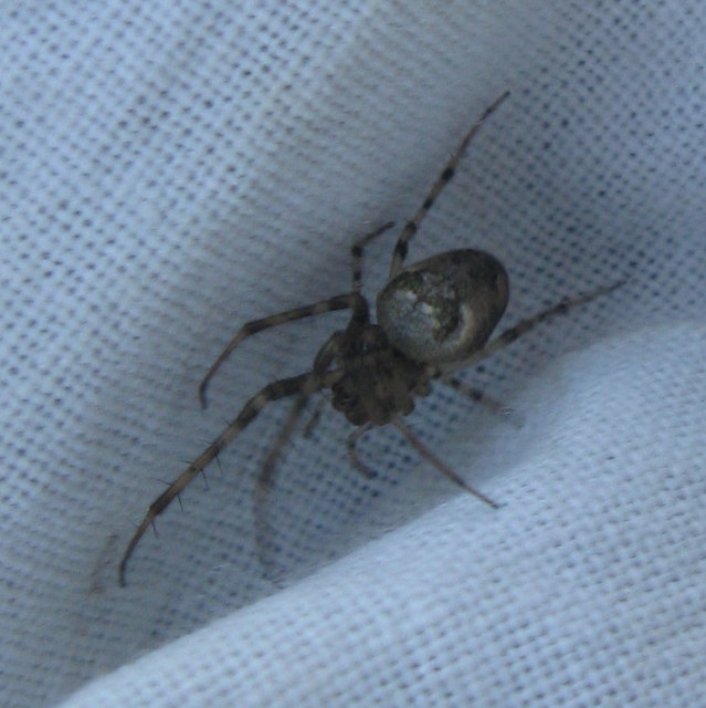 Metellina segmentata/mengei