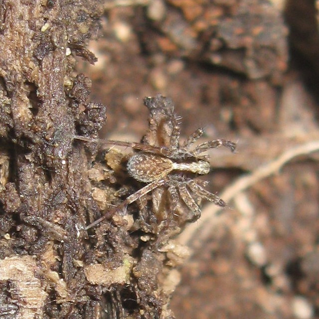 Pardosa