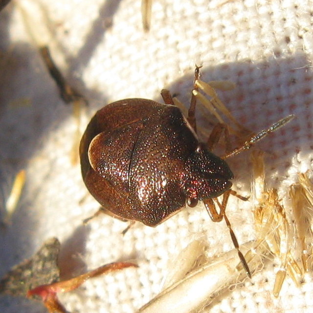Rubiconia intermedia - bronzos címerespoloska Rubiconia intermedia - bronzos címerespoloska