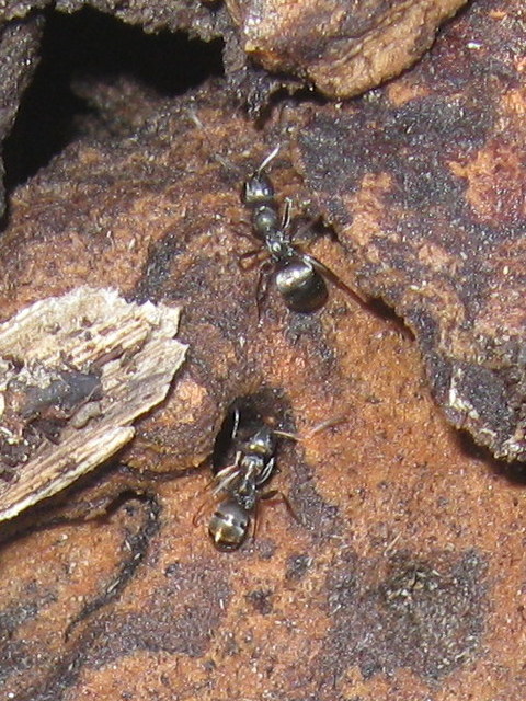 Formica fusca - kormos rabszolgahangya