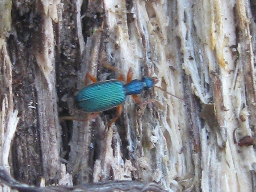 Drypta dentata - atlaszfutó