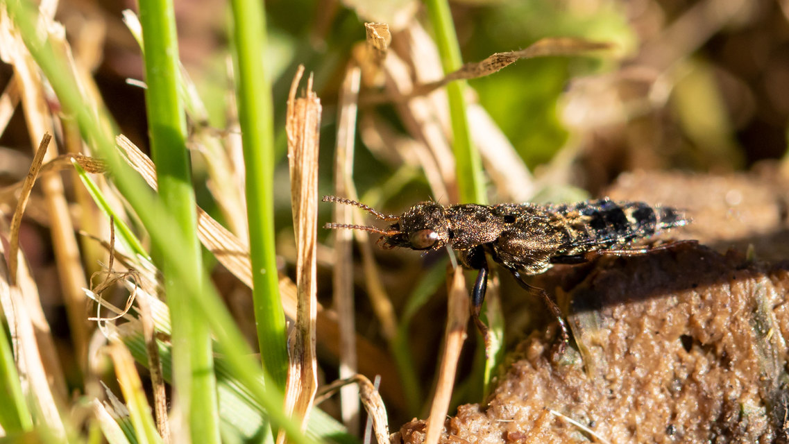 Ontholestes haroldi - sárgatérdű holyva
