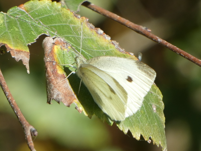 Pieris rapae - répalepke