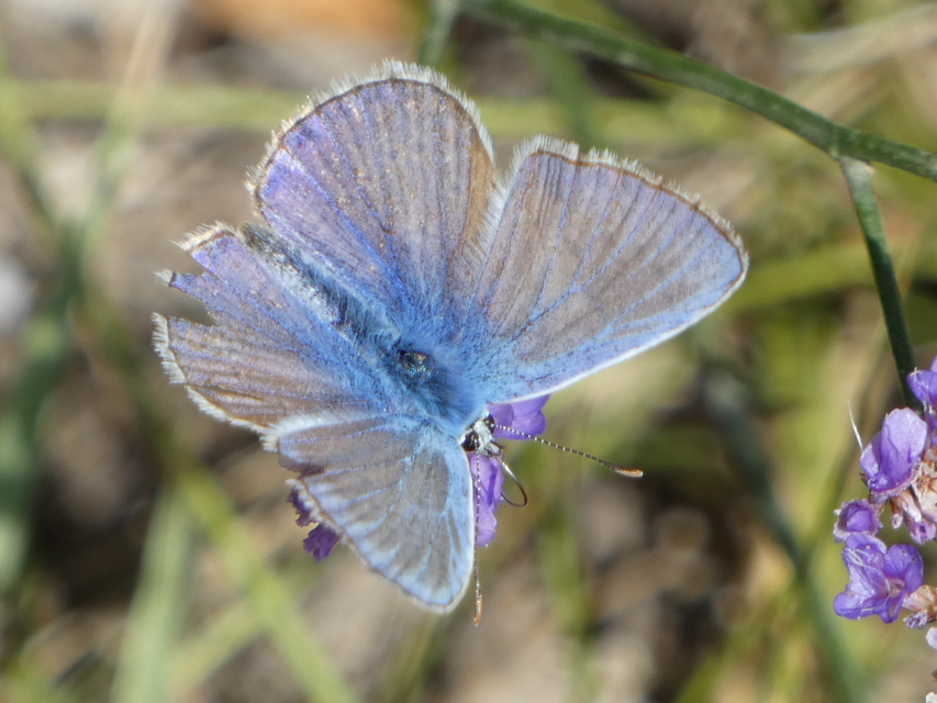 Polyommatus icarus - közönséges boglárka