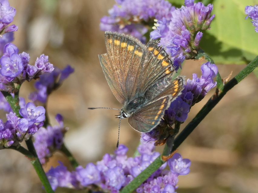 Polyommatus icarus - közönséges boglárka