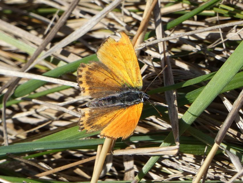 Lycaena thersamon - kis tűzlepke