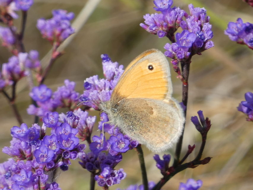 Coenonympha pamphilus - kis szénalepke