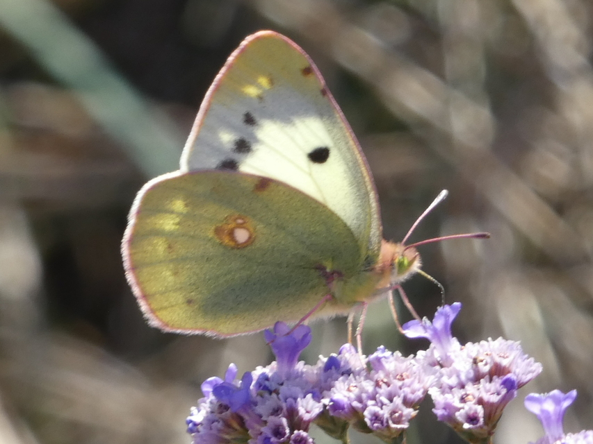 Colias croceus - sáfránylepke