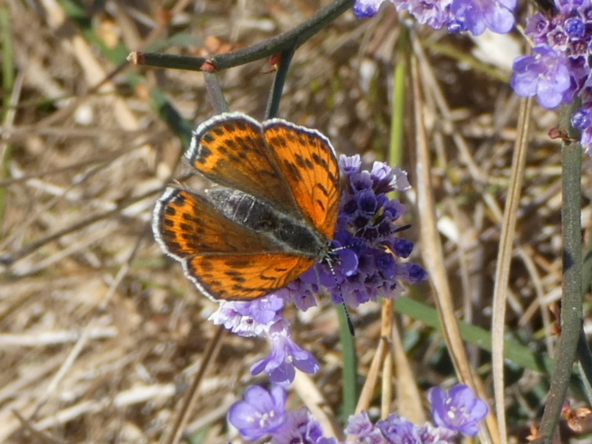 Lycaena thersamon - kis tűzlepke