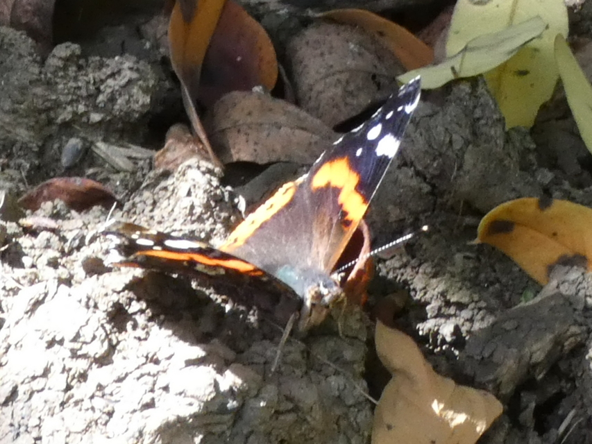 Vanessa atalanta - atalantalepke