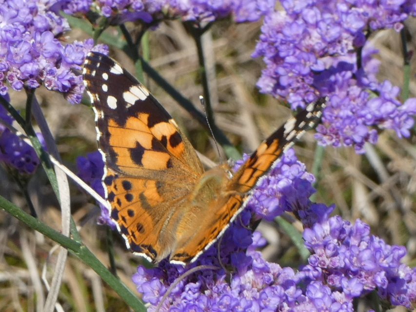 Vanessa cardui - bogáncslepke