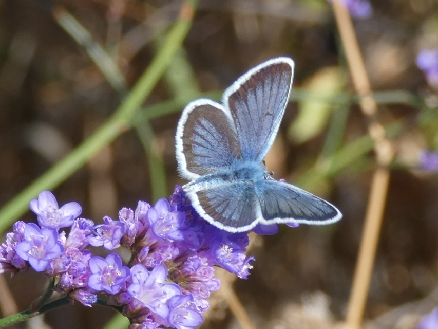 Plebejus argus - ezüstös boglárka