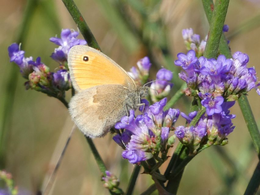 Coenonympha pamphilus - kis szénalepke