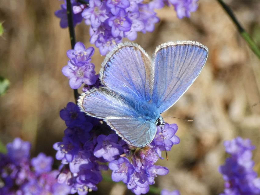 Polyommatus icarus - közönséges boglárka