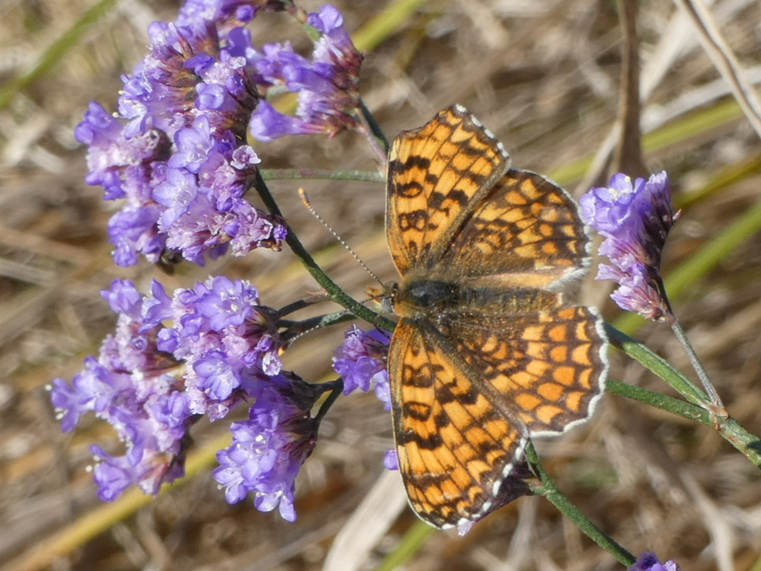 Melitaea phoebe - nagy tarkalepke