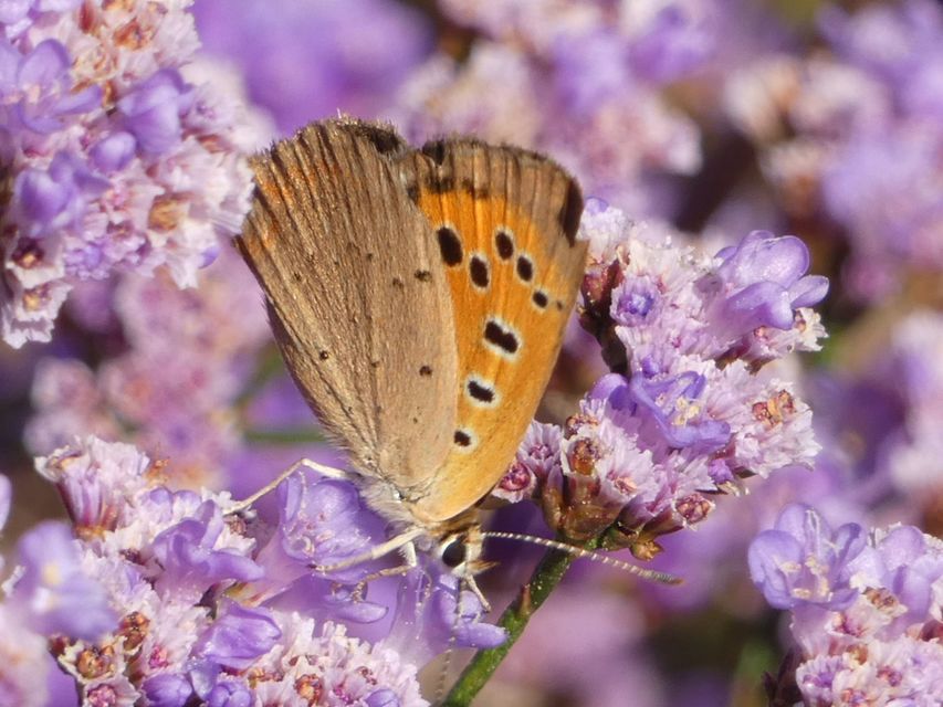 Lycaena phlaeas - közönséges tűzlepke