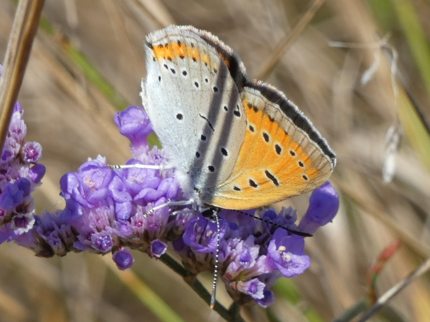 Lycaena dispar rutilus - nagy tűzlepke