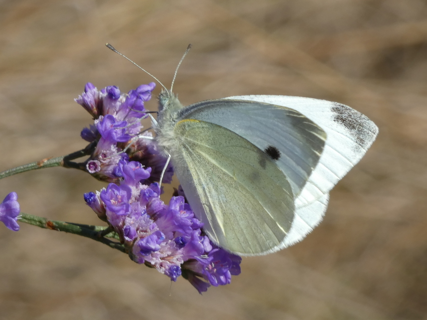 Pieris rapae - répalepke