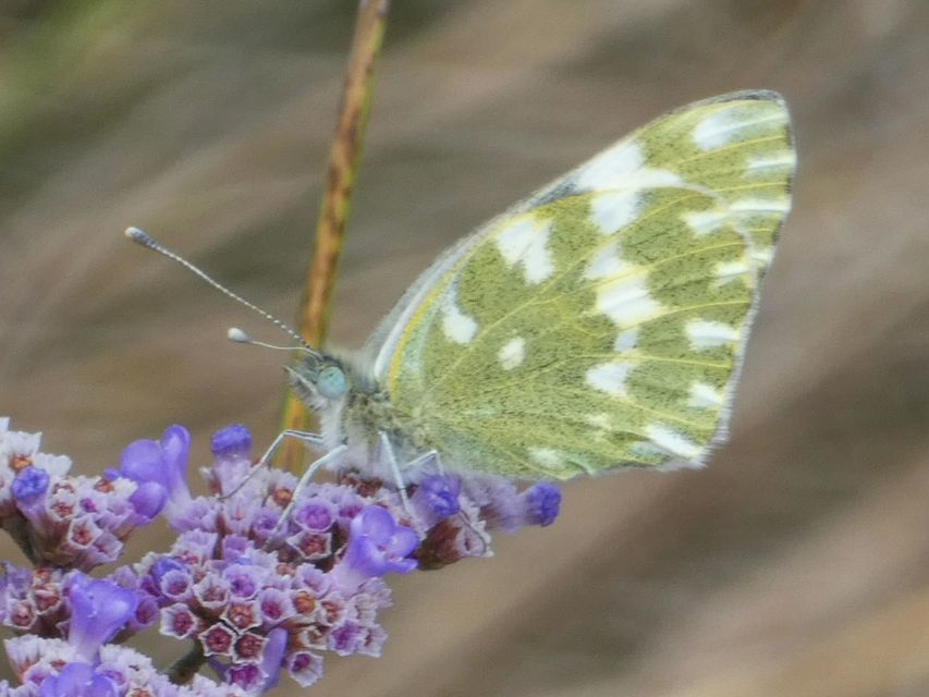 Pontia edusa - rezedalepke