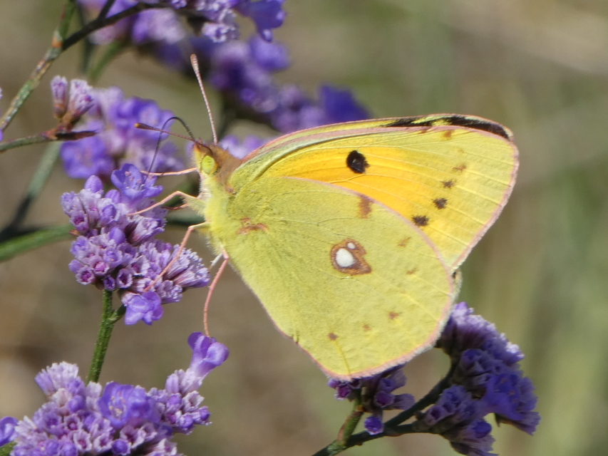 Colias croceus - sáfránylepke