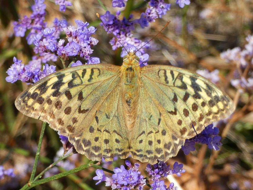 Argynnis pandora - zöldes gyöngyházlepke