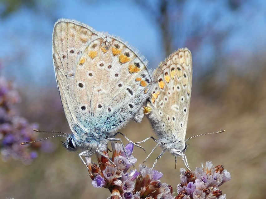 Polyommatus icarus - közönséges boglárka