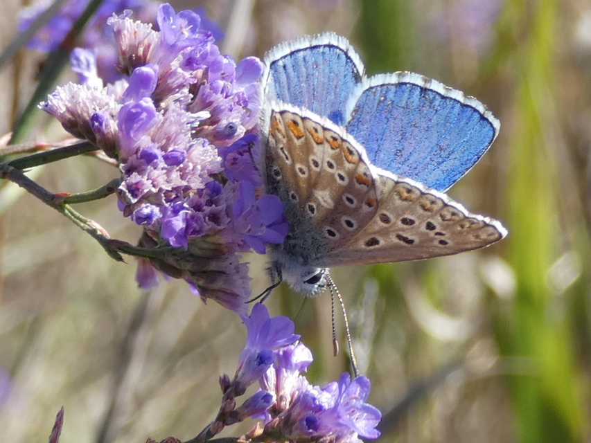 Polyommatus bellargus - égszínű boglárka
