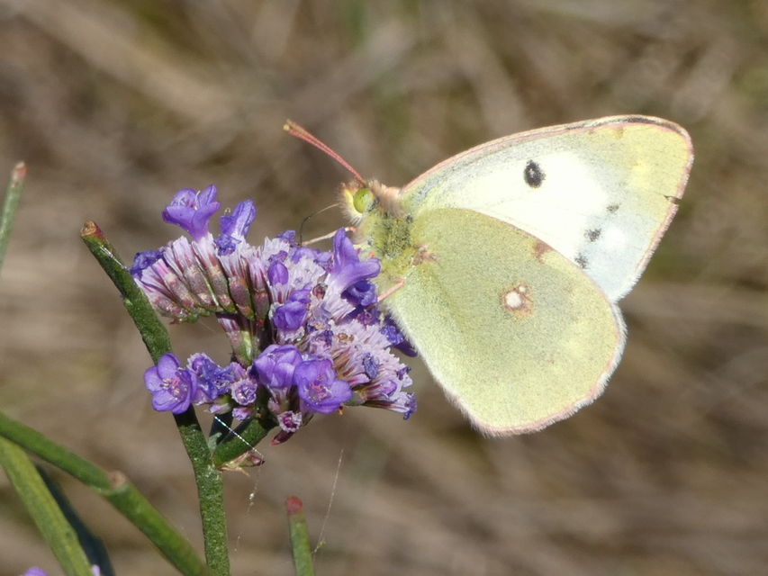 Colias croceus - sáfránylepke