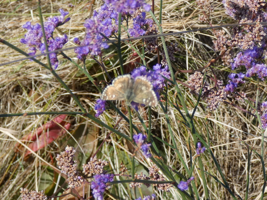 Pyrgus armoricanus - feles busalepke