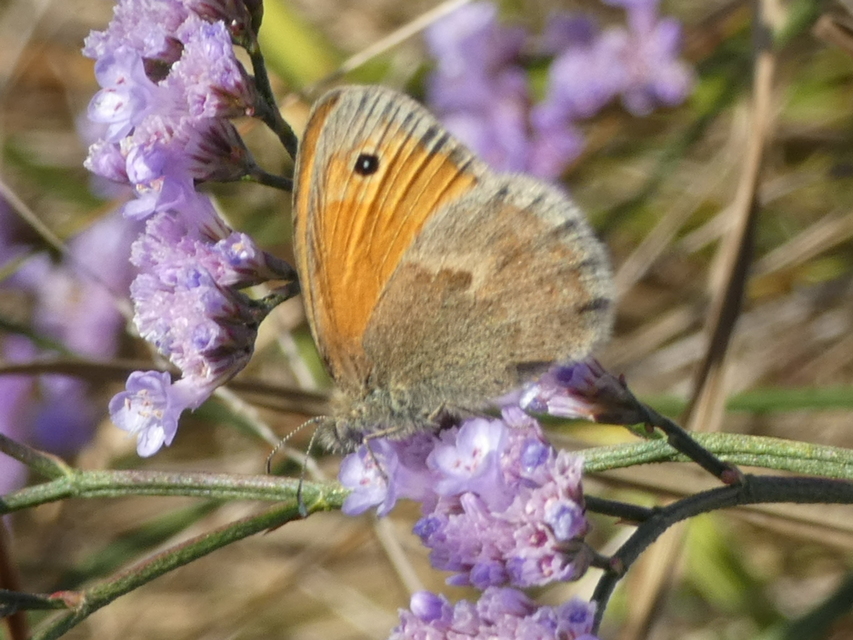 Coenonympha pamphilus - kis szénalepke