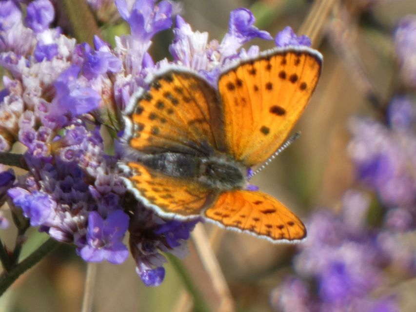 Lycaena thersamon - kis tűzlepke
