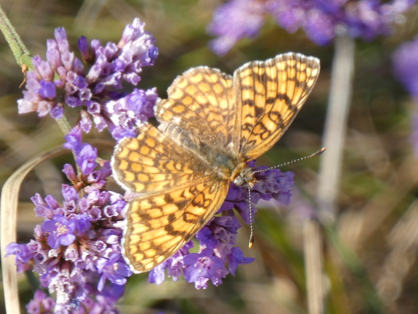 Melitaea phoebe - nagy tarkalepke