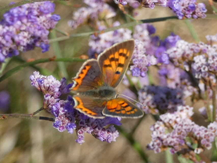 Lycaena phlaeas - közönséges tűzlepke