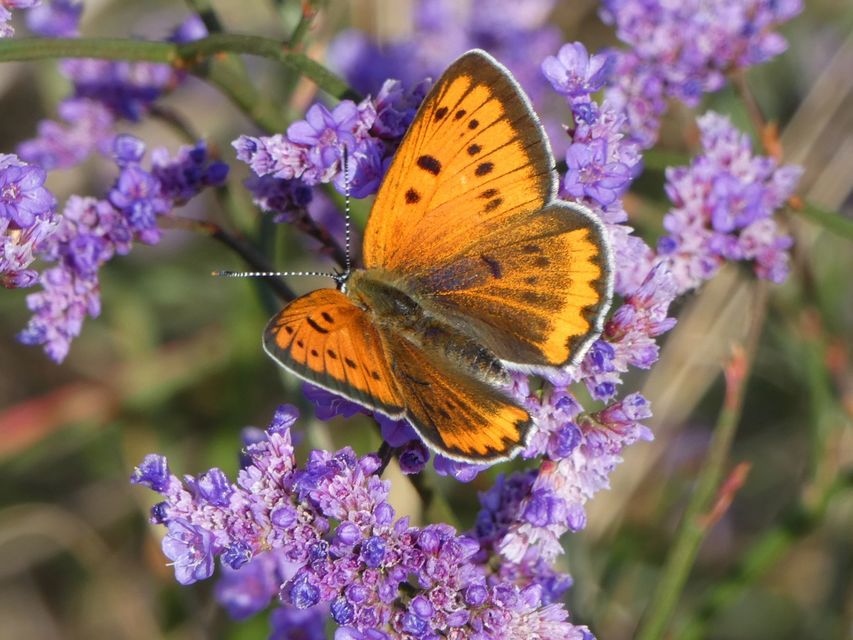 Lycaena dispar rutilus - nagy tűzlepke