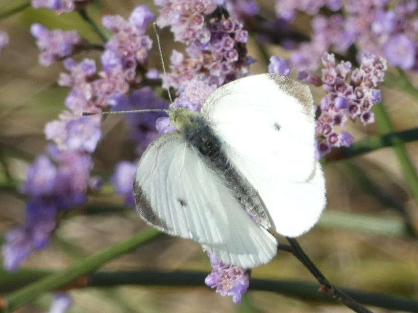 Pieris rapae - répalepke
